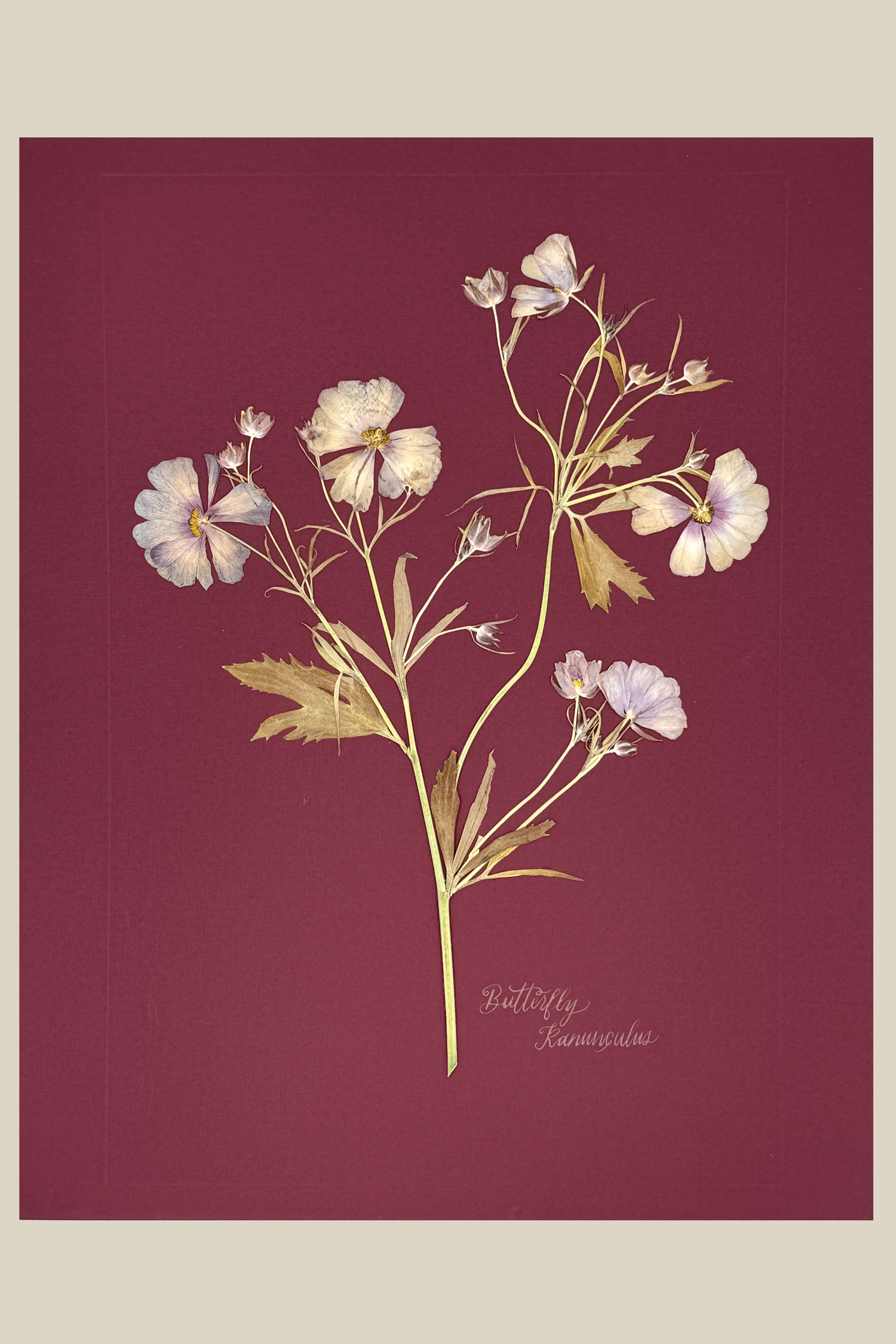 Butterfly Ranunculus on maroon