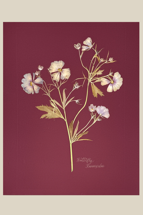 Butterfly Ranunculus on maroon