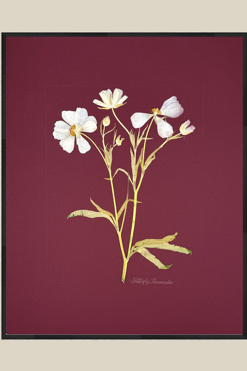 Butterfly Ranunculus on Maroon