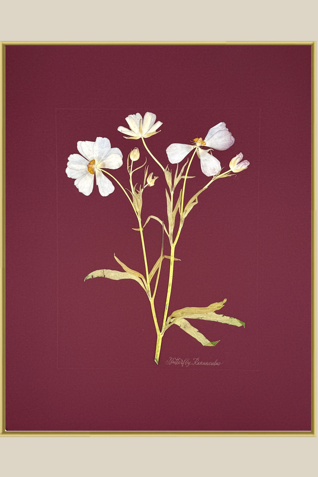Butterfly Ranunculus on Maroon