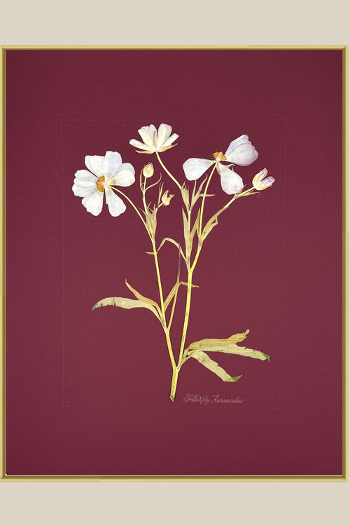 Butterfly Ranunculus on Maroon