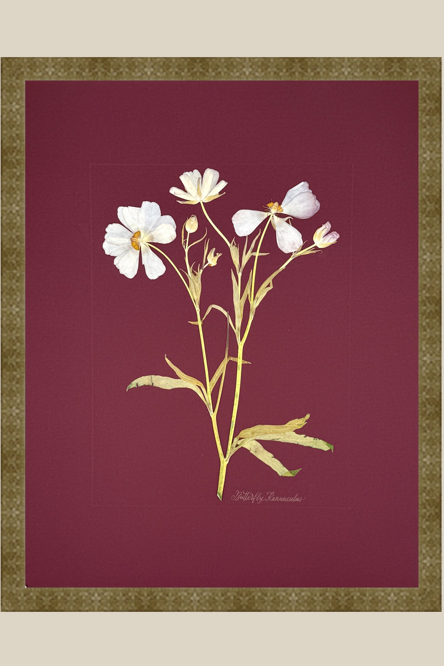 Butterfly Ranunculus on Maroon