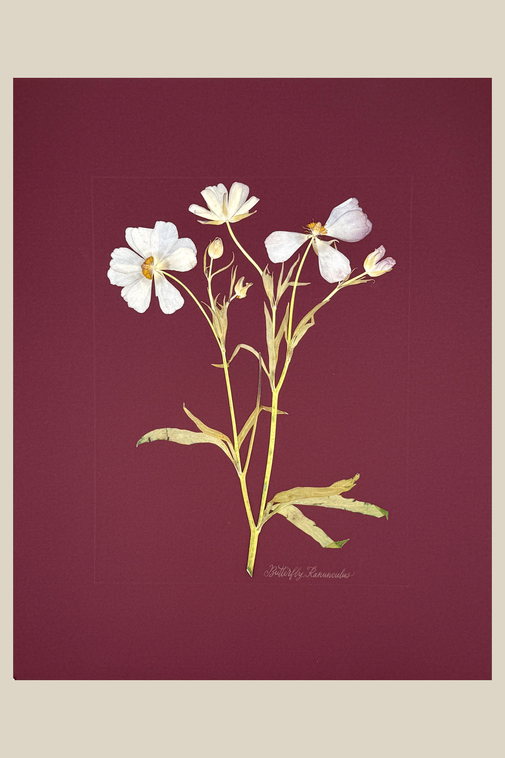 Butterfly Ranunculus on Maroon
