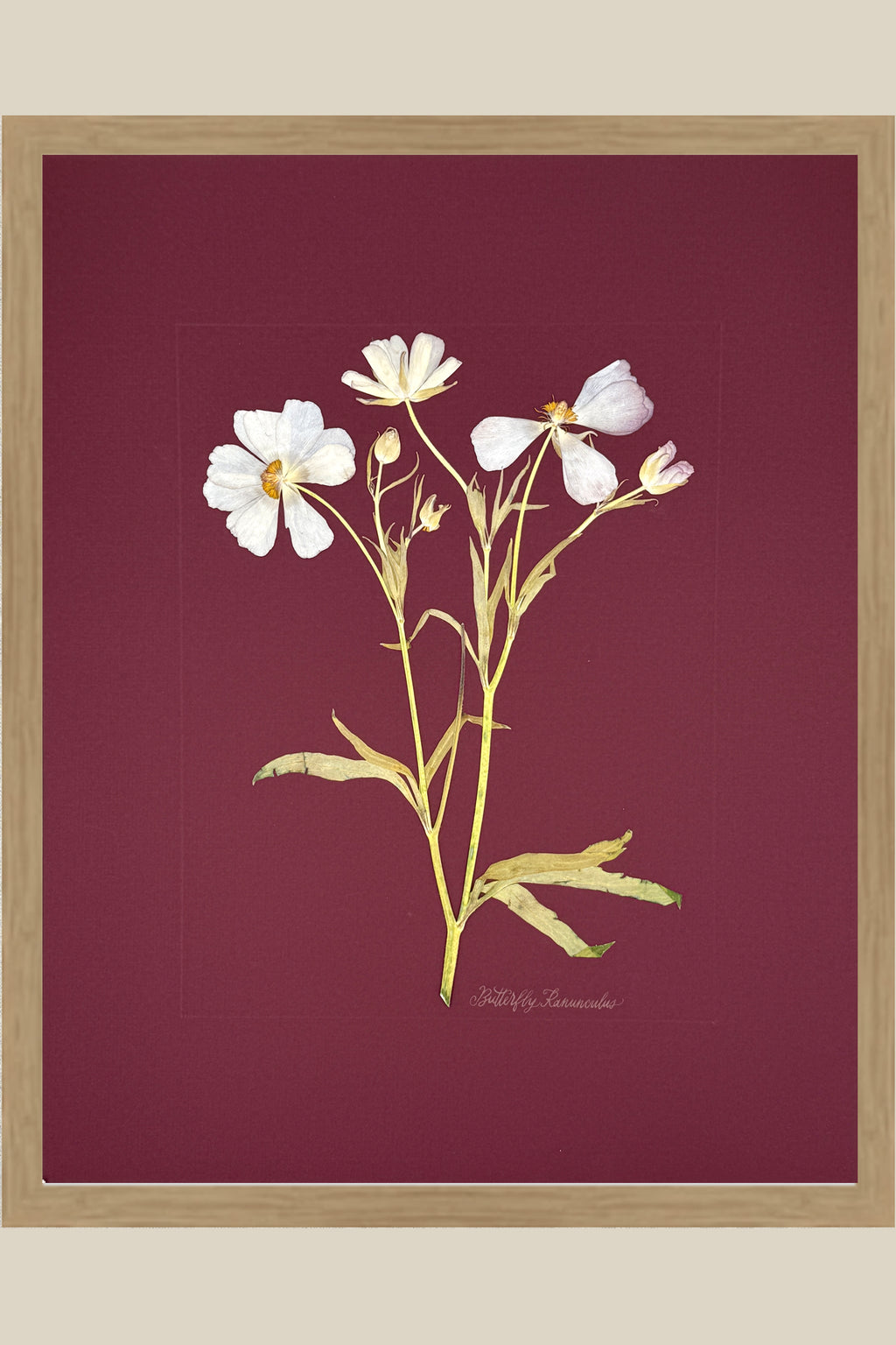 Butterfly Ranunculus on Maroon