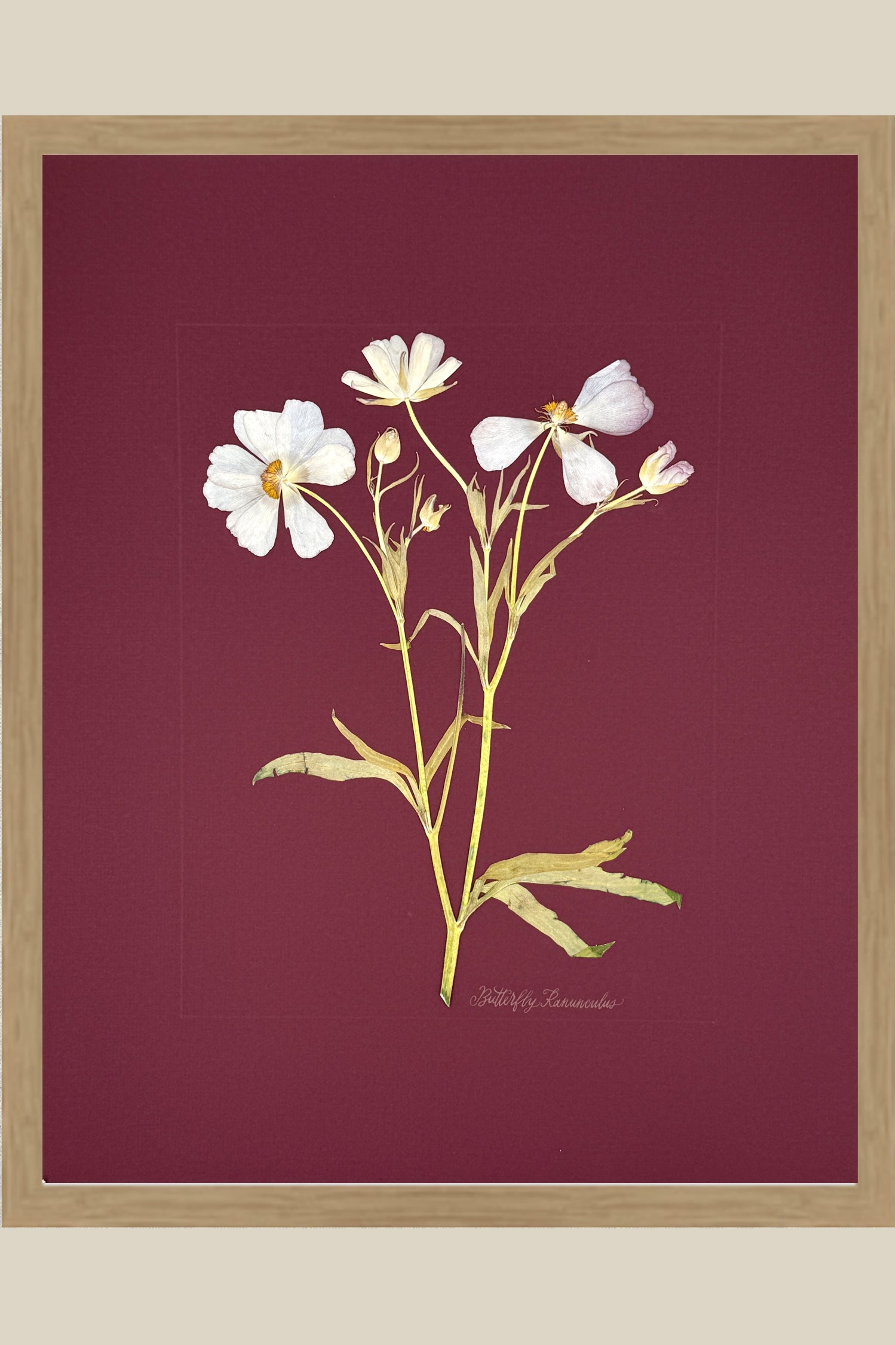 Butterfly Ranunculus on Maroon