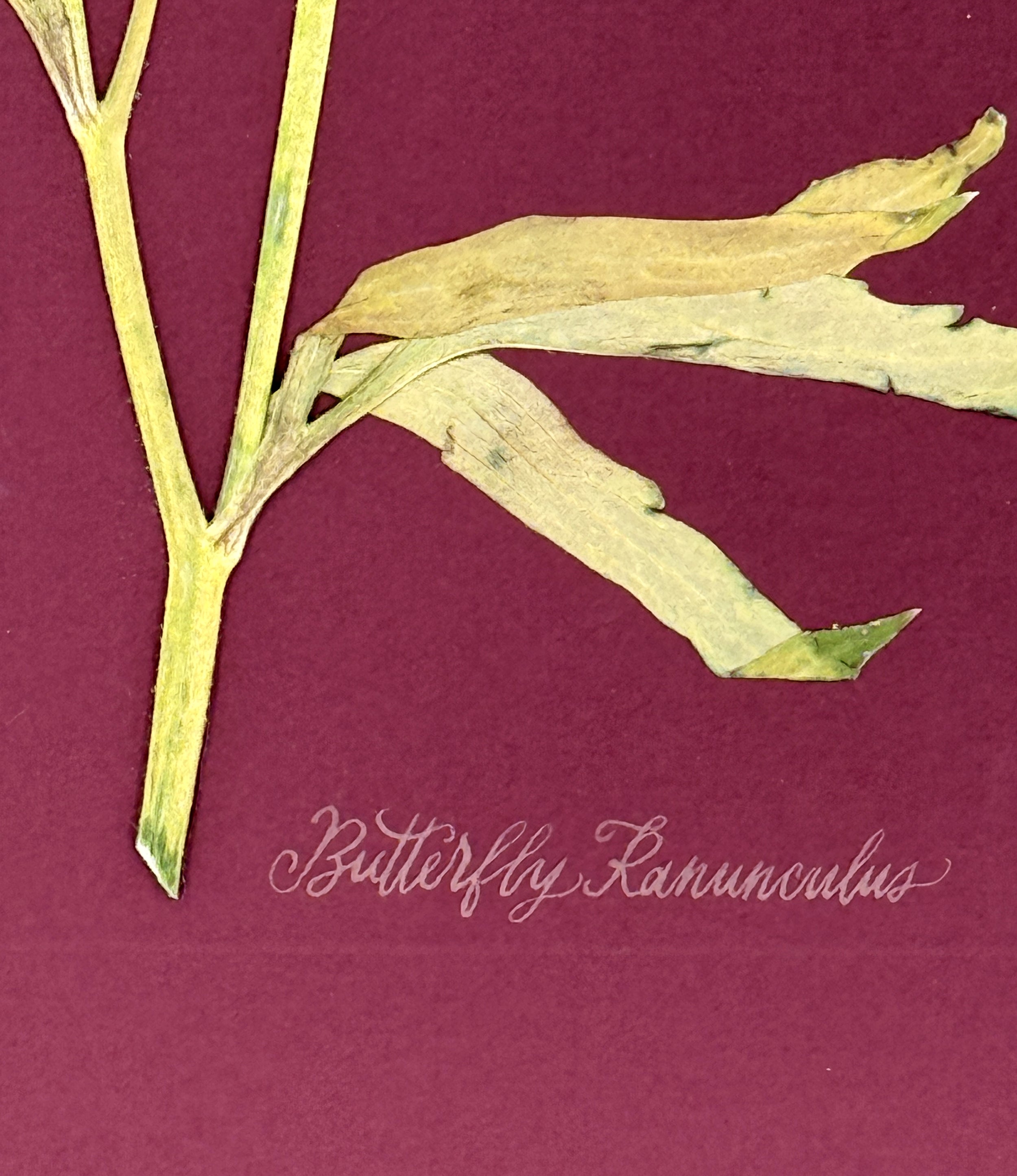 Butterfly Ranunculus on Maroon