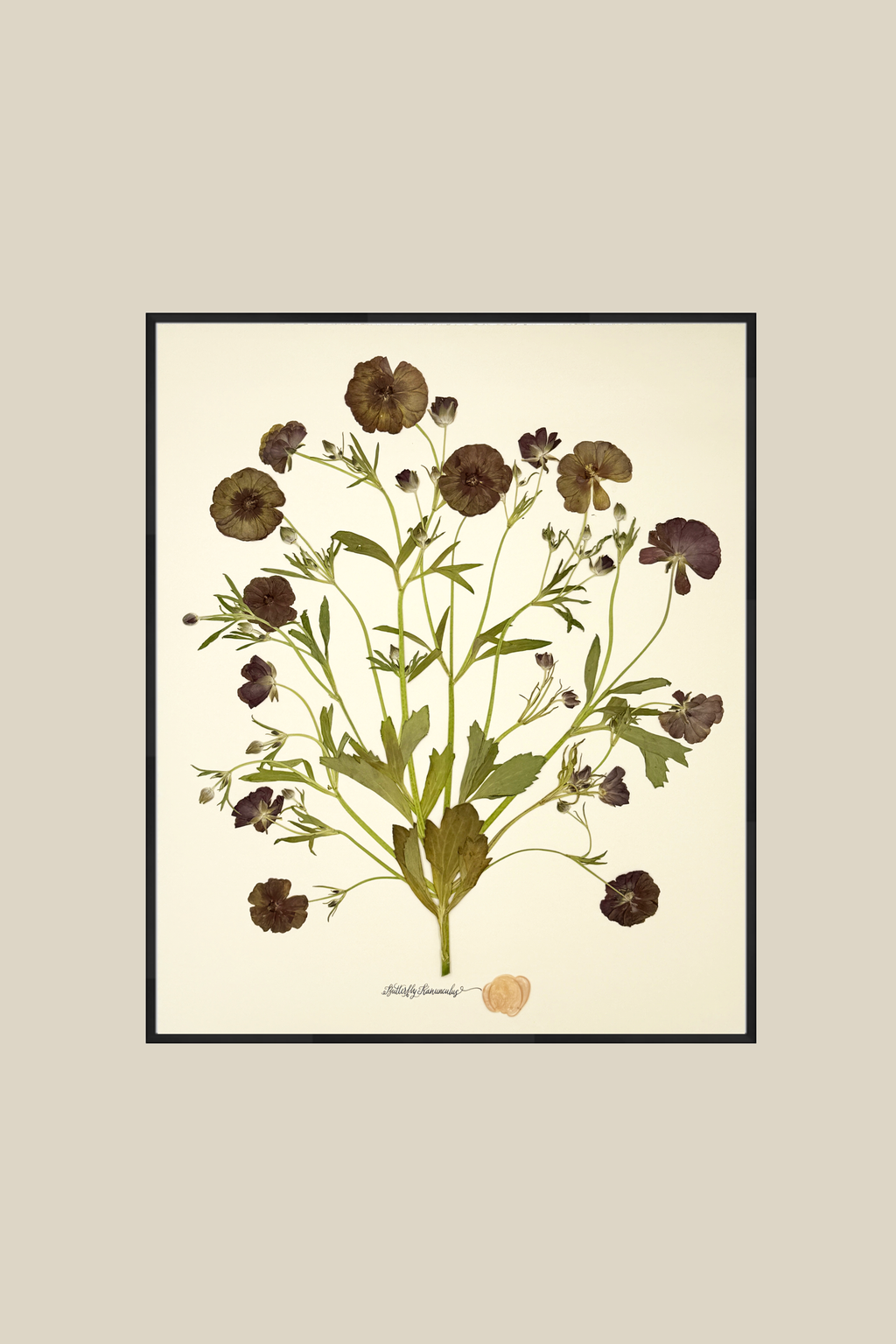 Butterfly Ranunculus Bunch