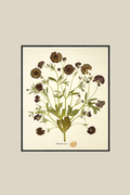 Butterfly Ranunculus Bunch