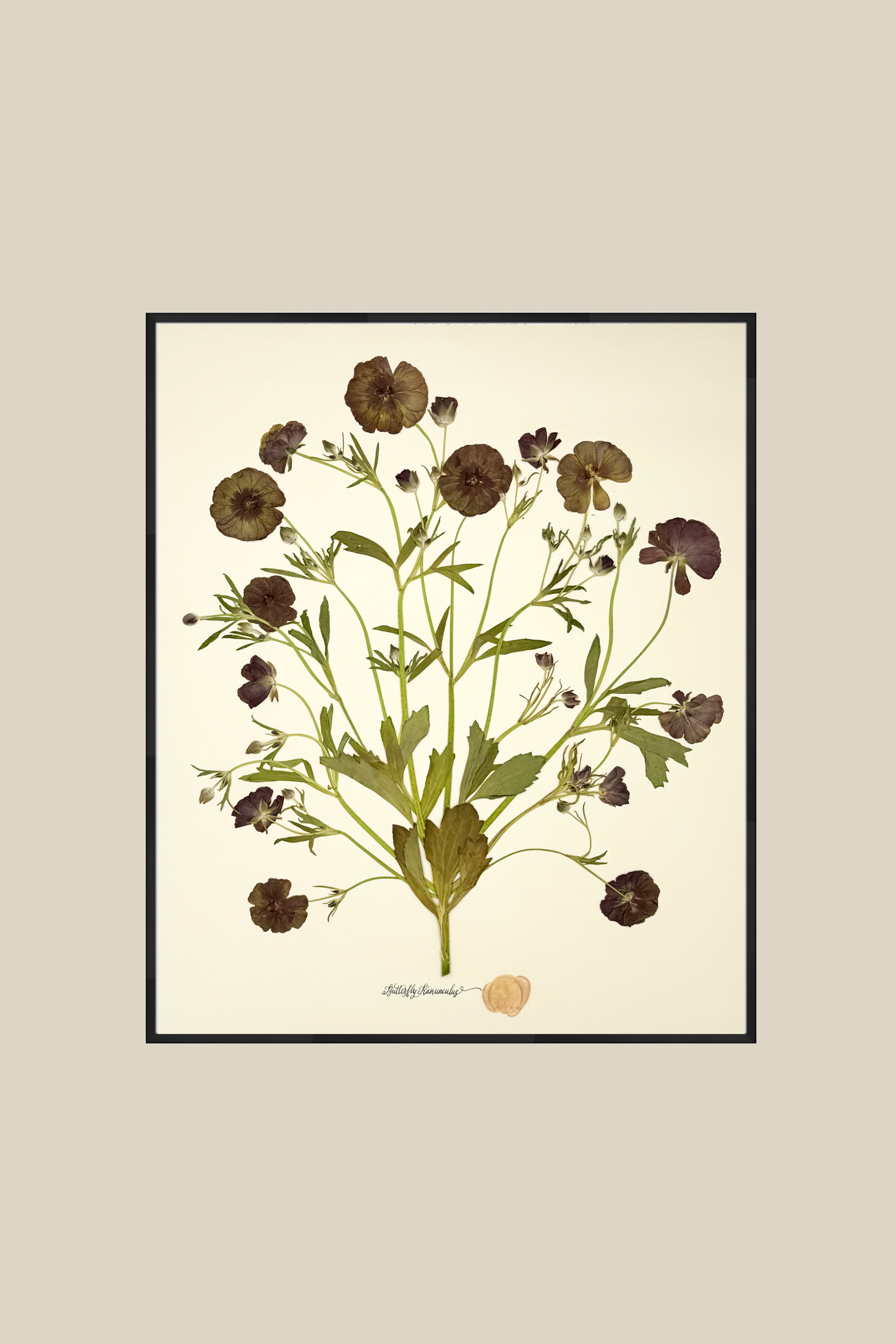 Butterfly Ranunculus Bunch