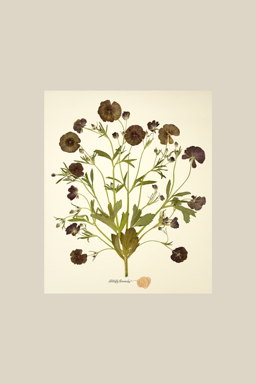 Butterfly Ranunculus Bunch