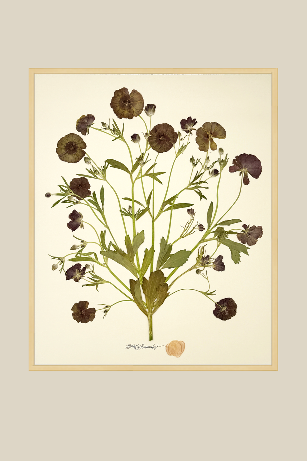 Butterfly Ranunculus Bunch