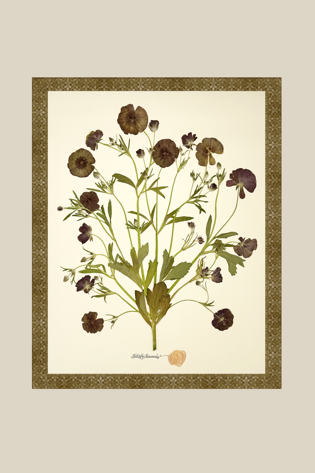Butterfly Ranunculus Bunch