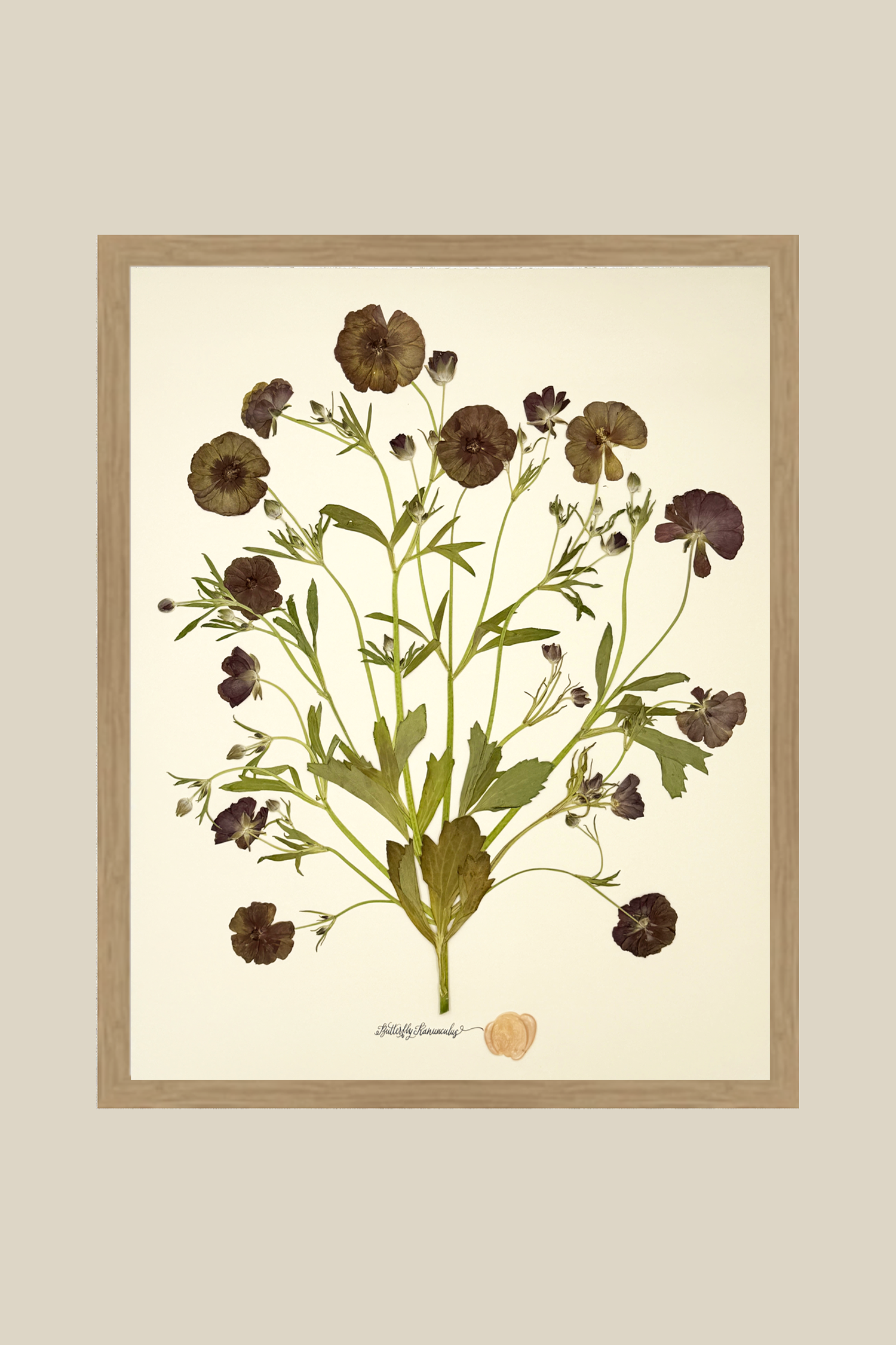 Butterfly Ranunculus Bunch