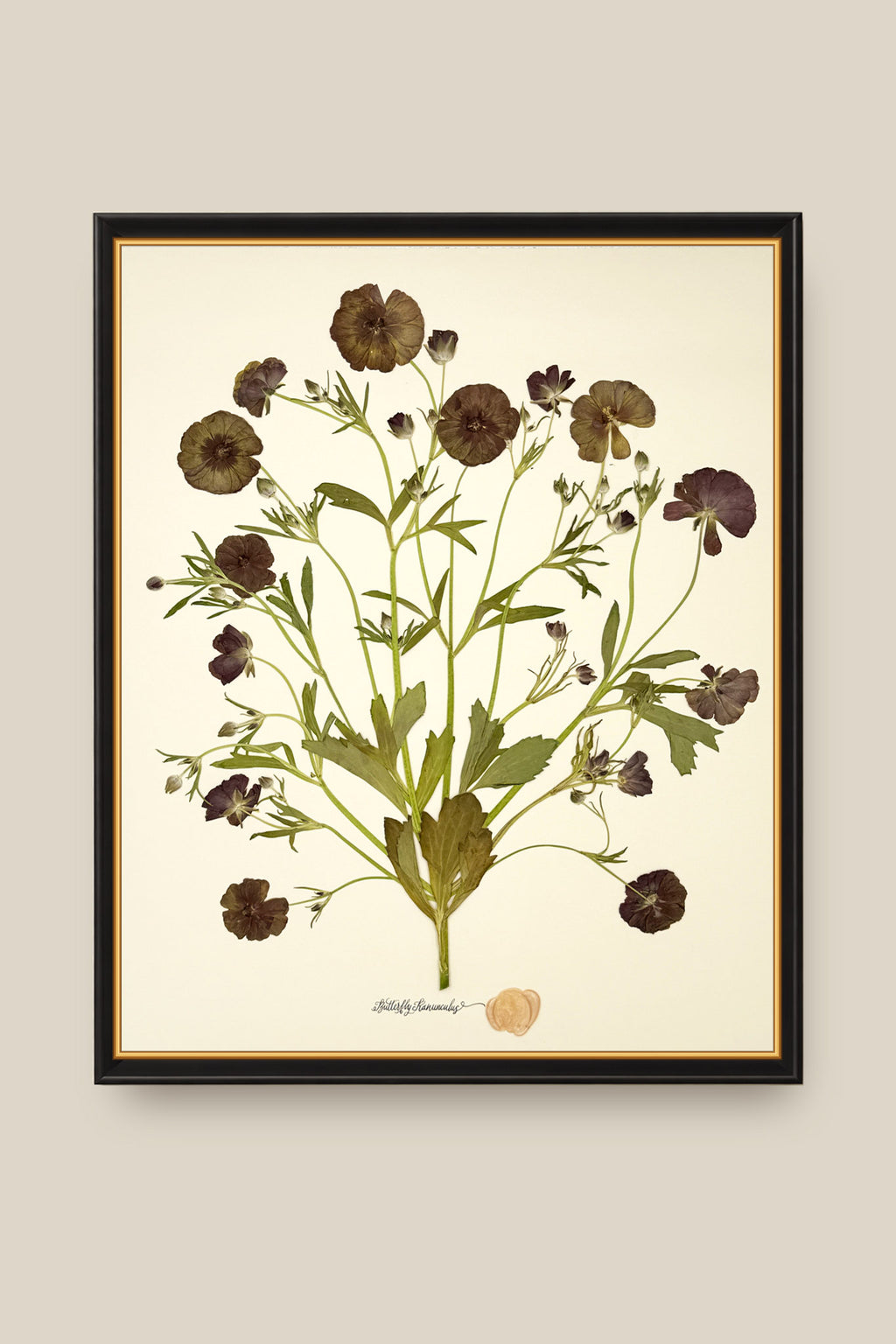 Butterfly Ranunculus Bunch Framed
