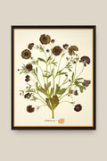 Butterfly Ranunculus Bunch Framed