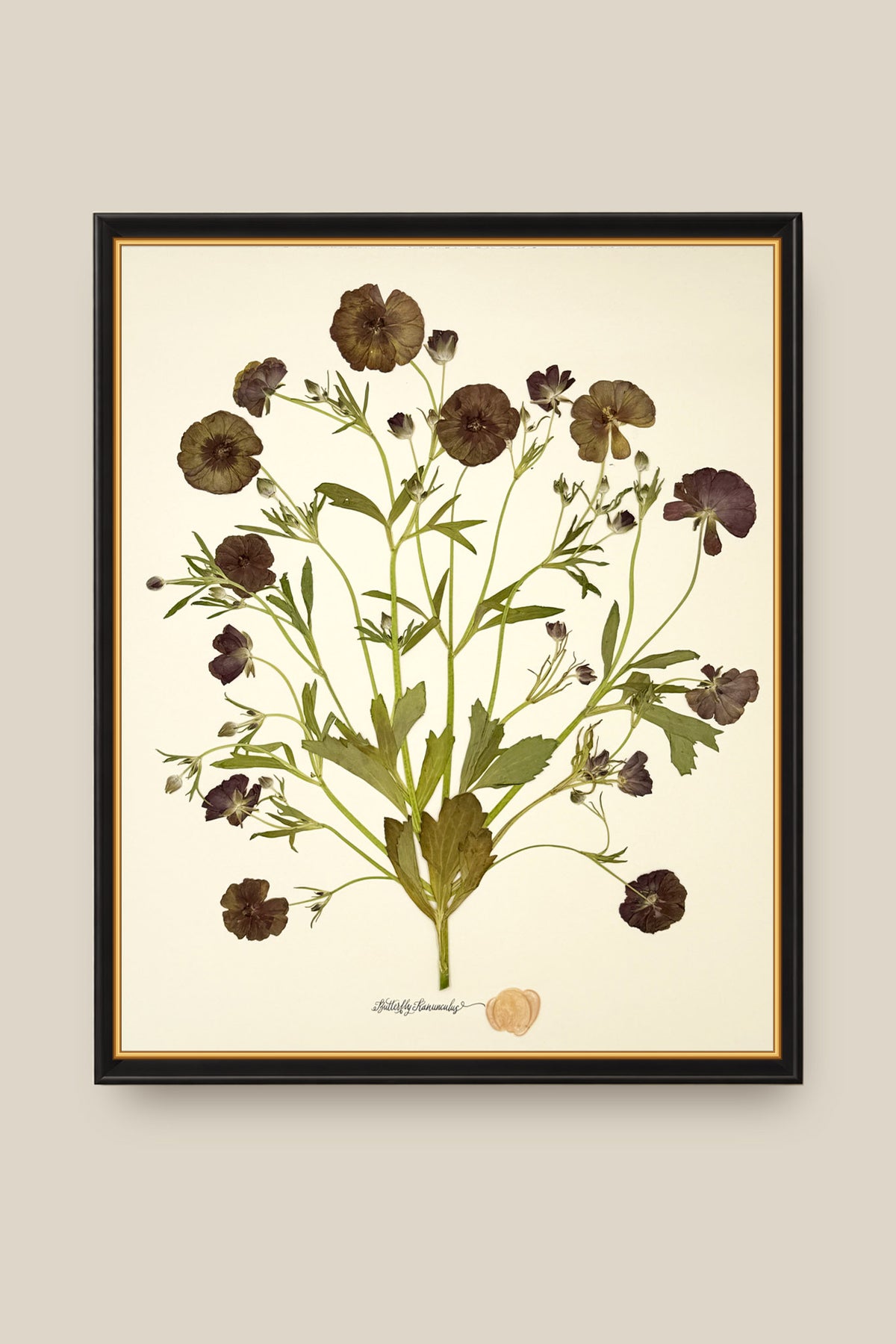 Butterfly Ranunculus Bunch Framed
