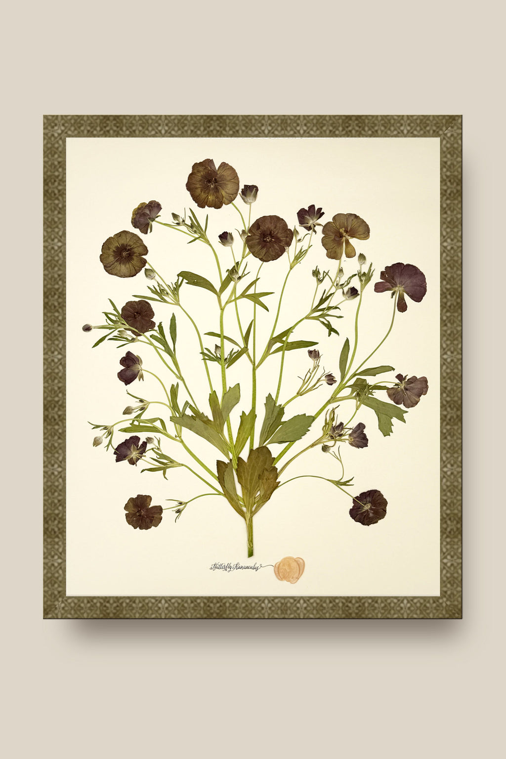 Butterfly Ranunculus Bunch Framed