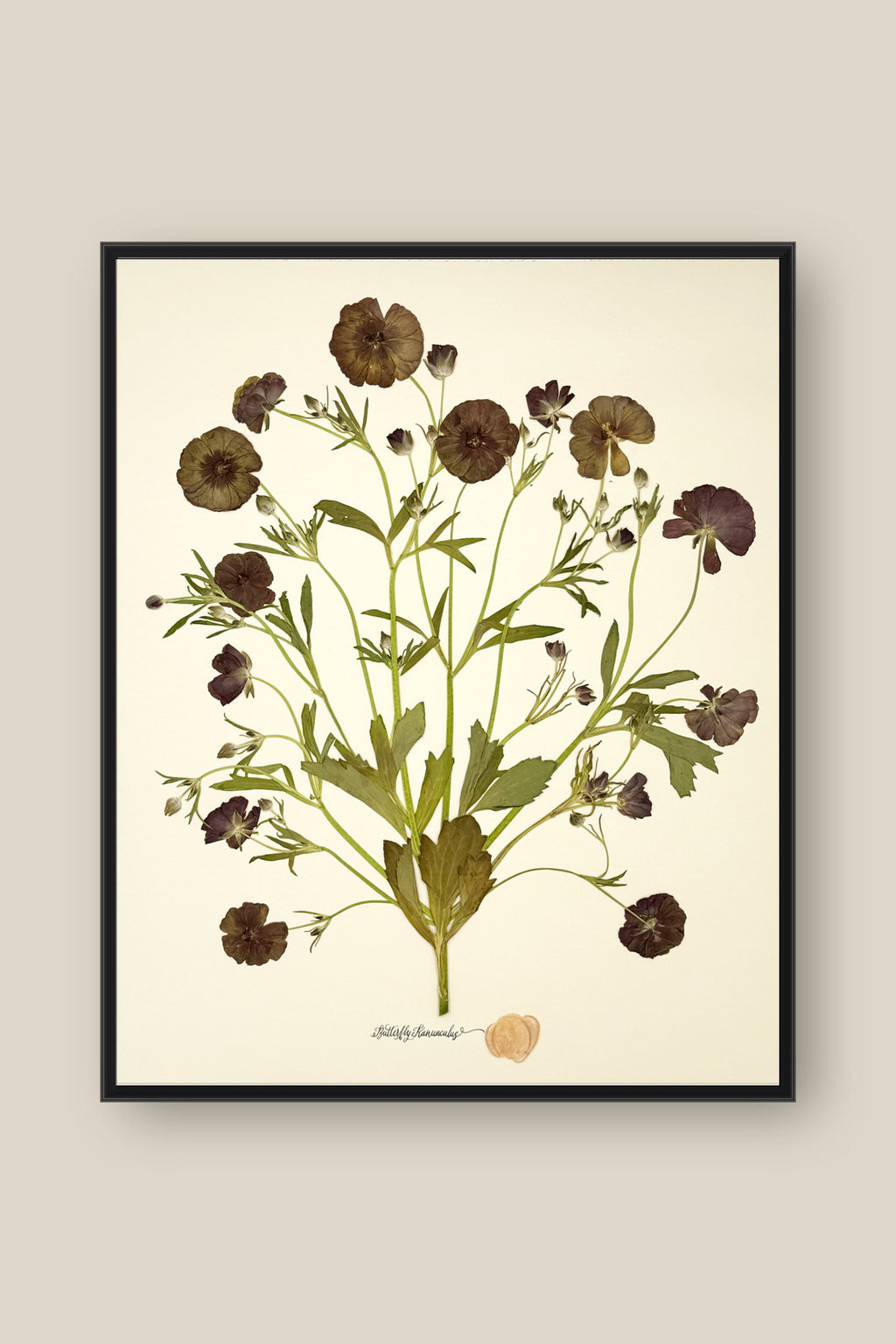 Butterfly Ranunculus Bunch Framed