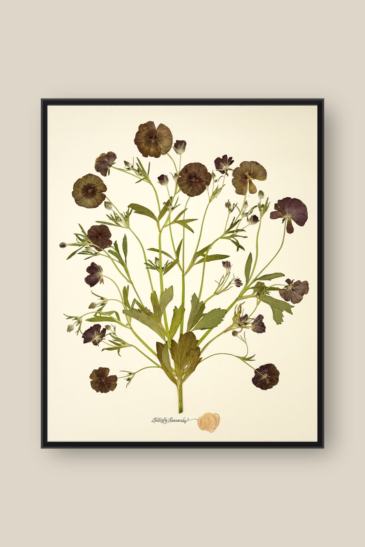 Butterfly Ranunculus Bunch Framed