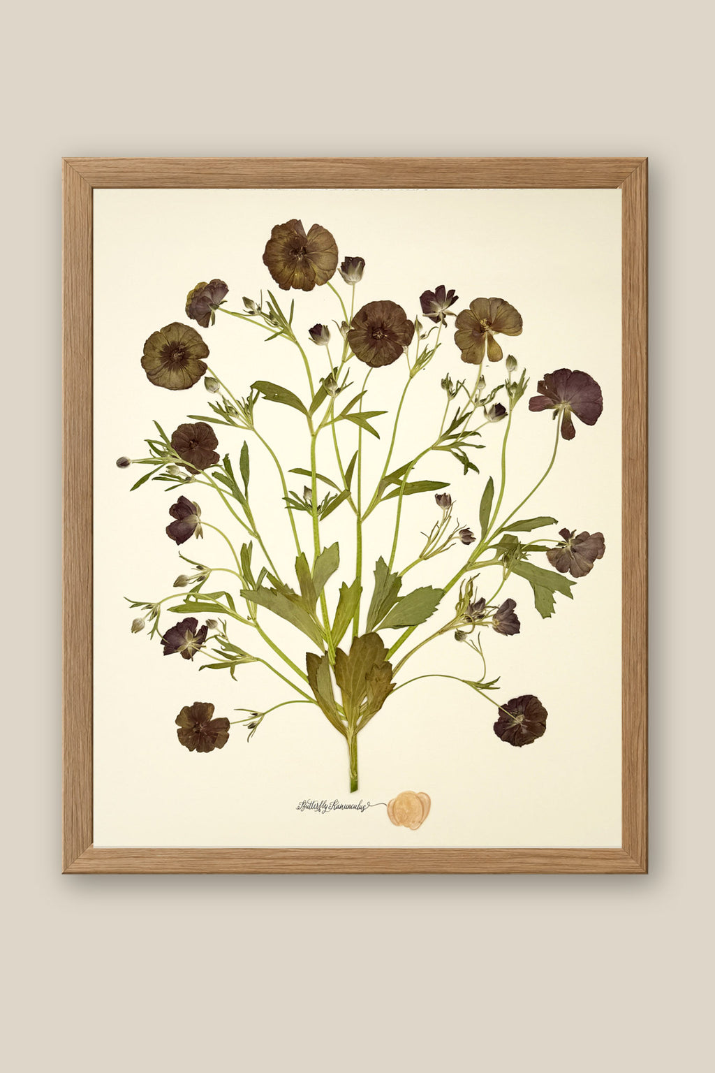 Butterfly Ranunculus Bunch Framed