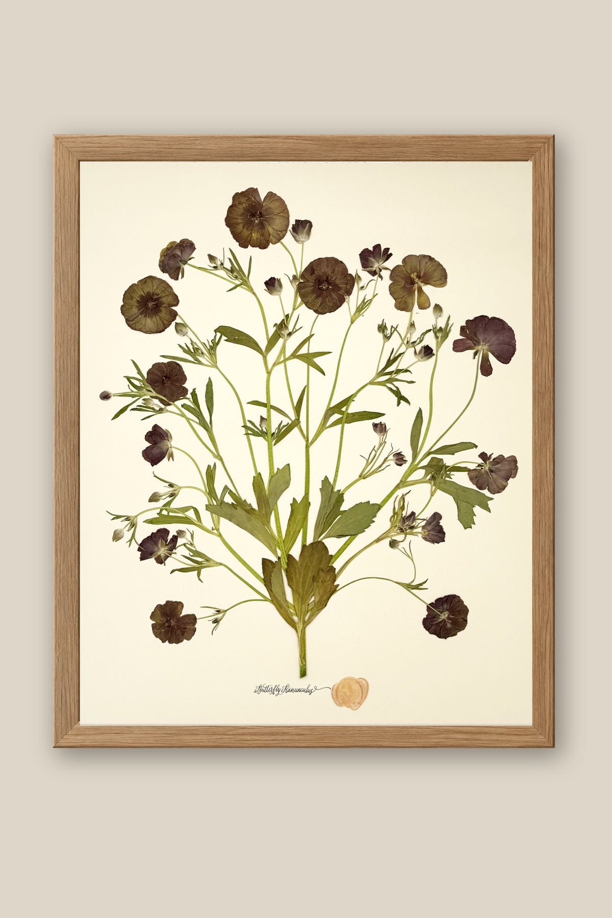 Butterfly Ranunculus Bunch Framed