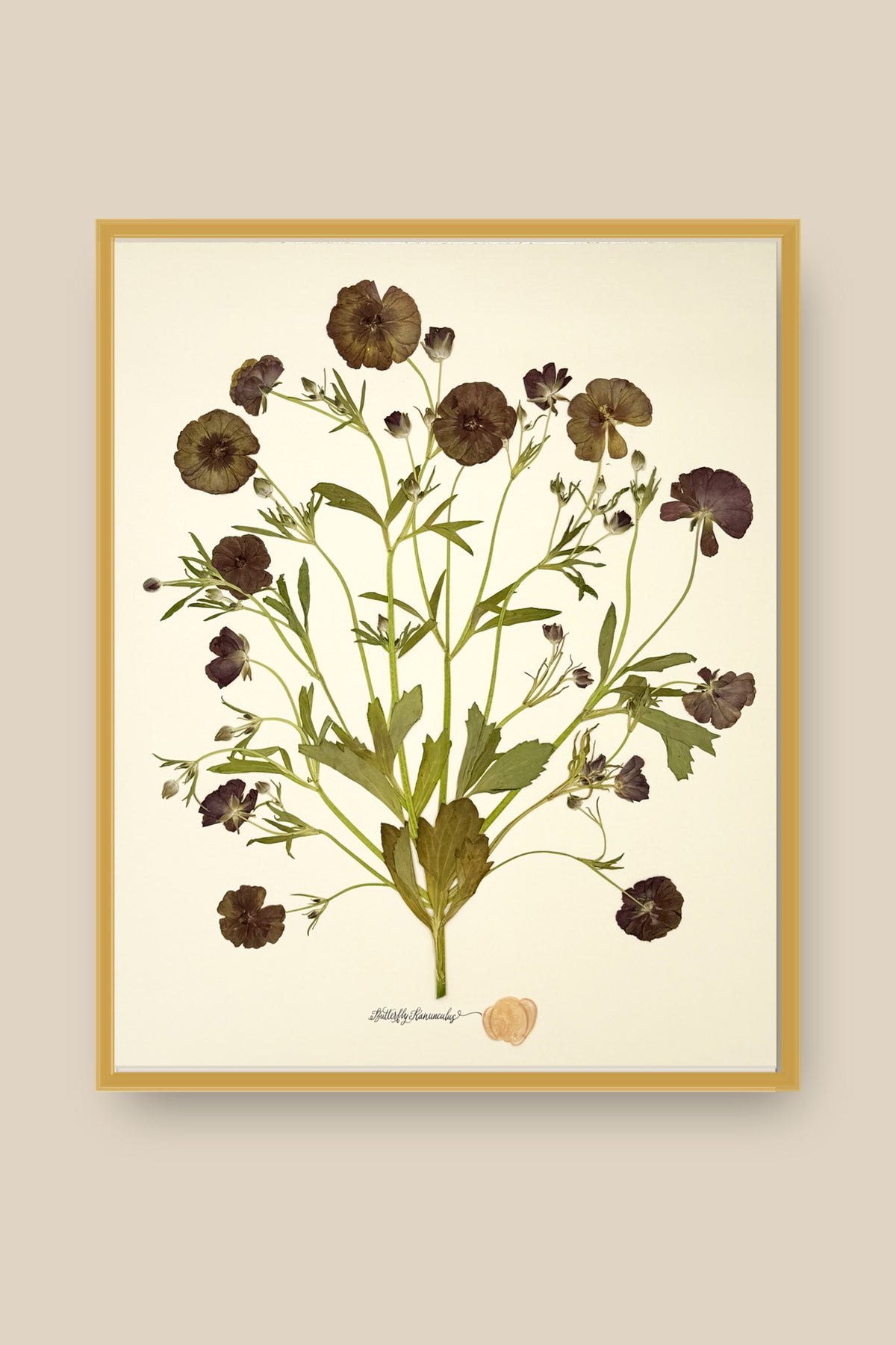Butterfly Ranunculus Bunch Framed