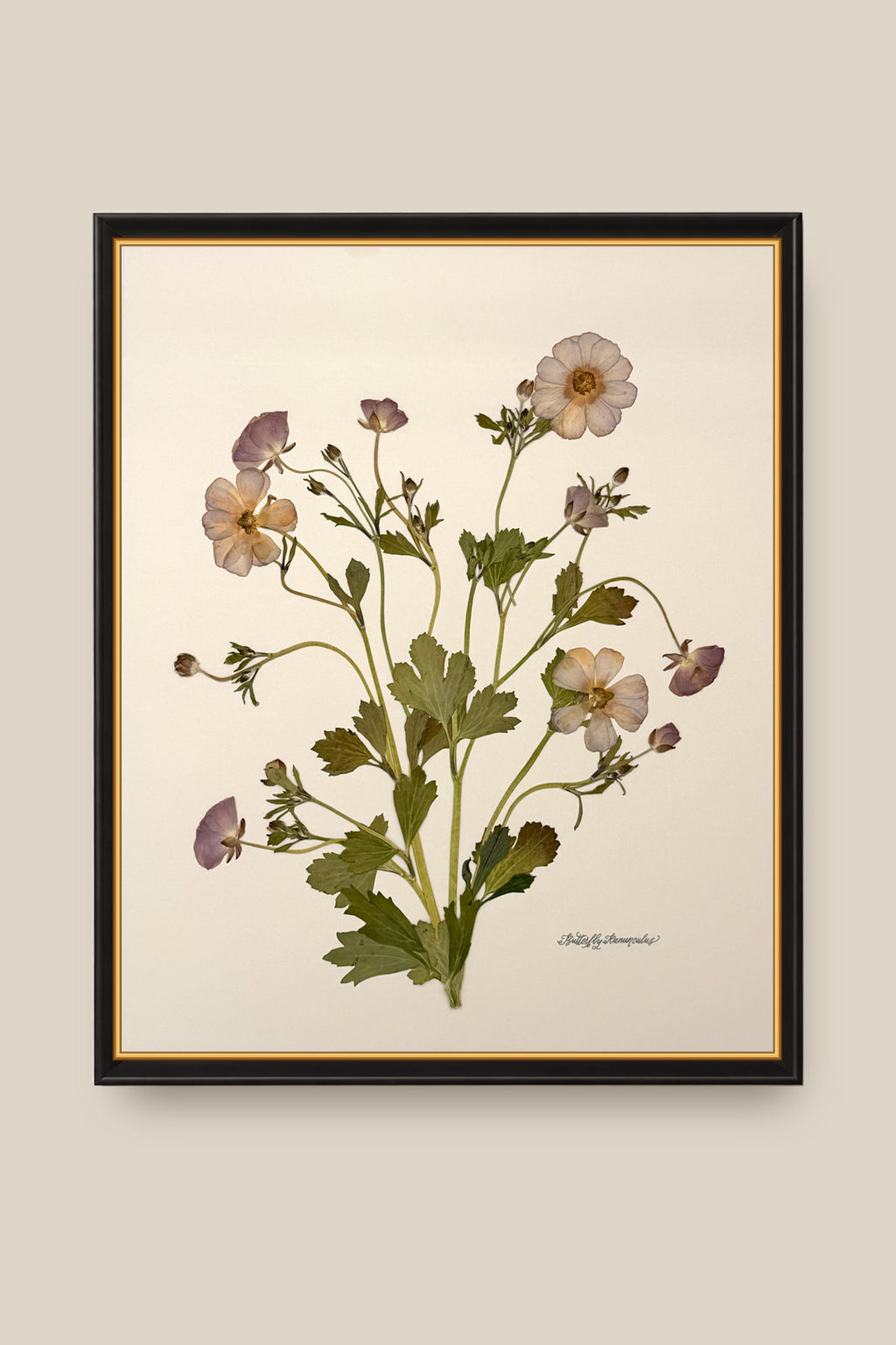 Butterfly Ranunculus Bunch 2 Framed