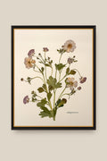 Butterfly Ranunculus Bunch 2 Framed