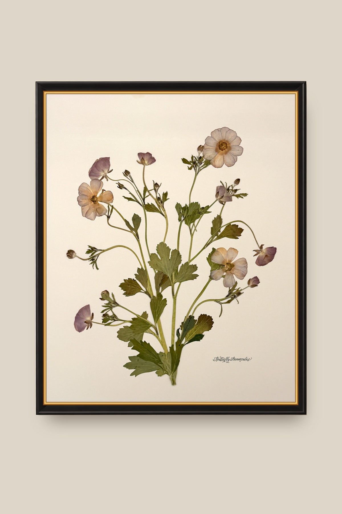 Butterfly Ranunculus Bunch 2 Framed