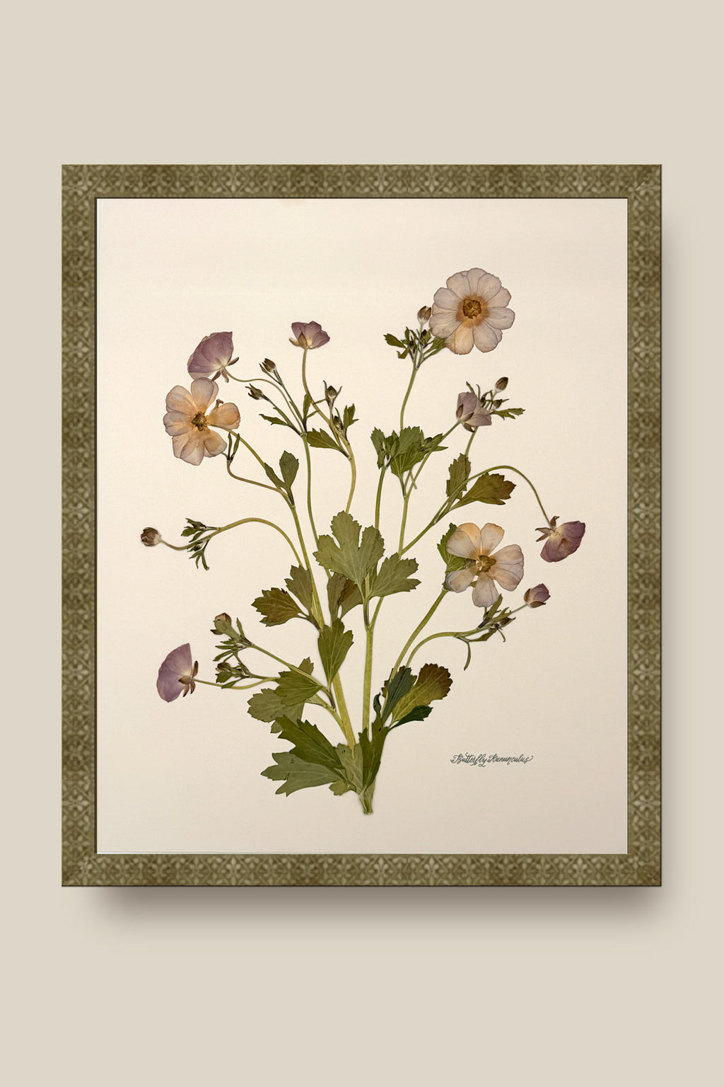 Butterfly Ranunculus Bunch 2 Framed