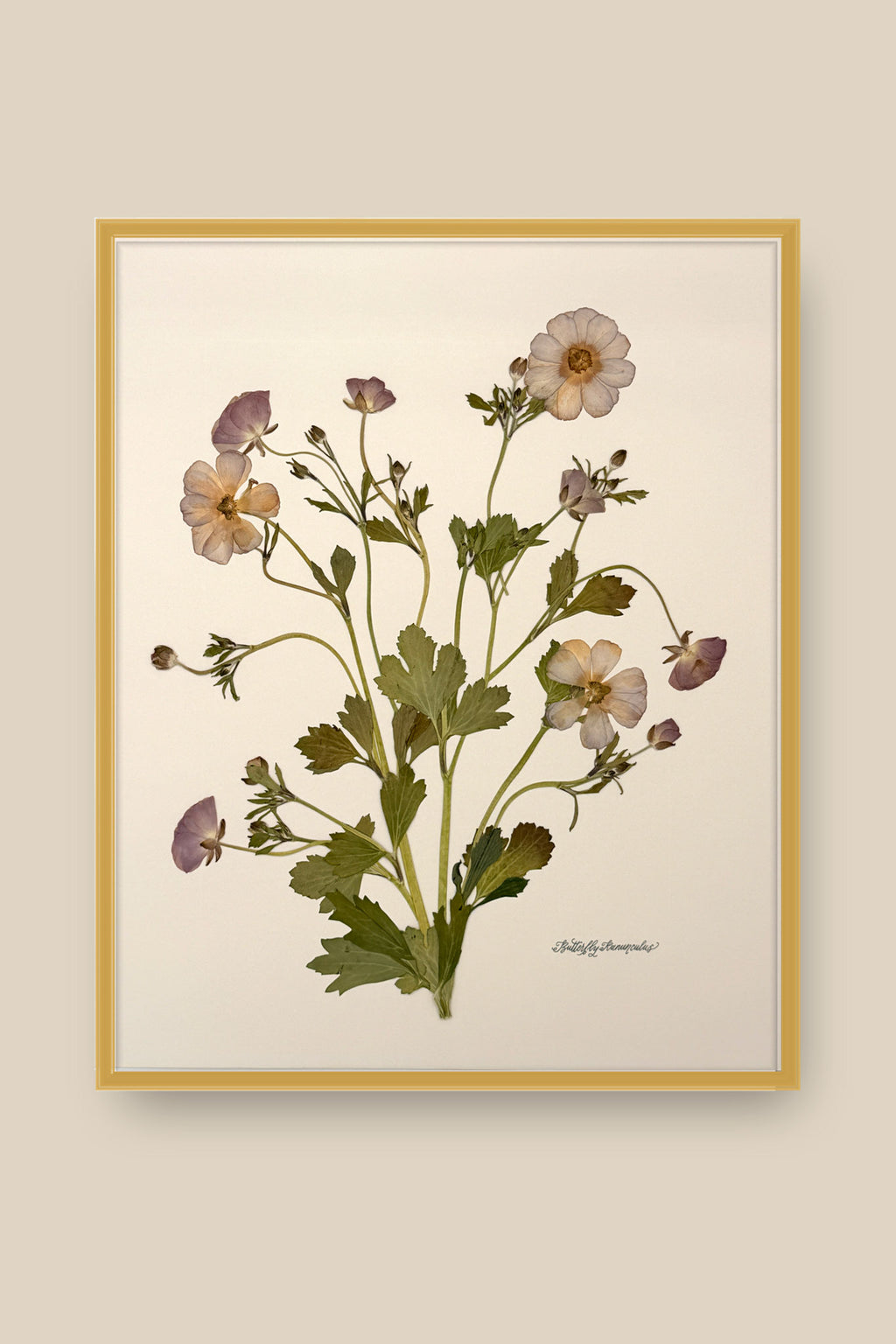 Butterfly Ranunculus Bunch 2 Framed