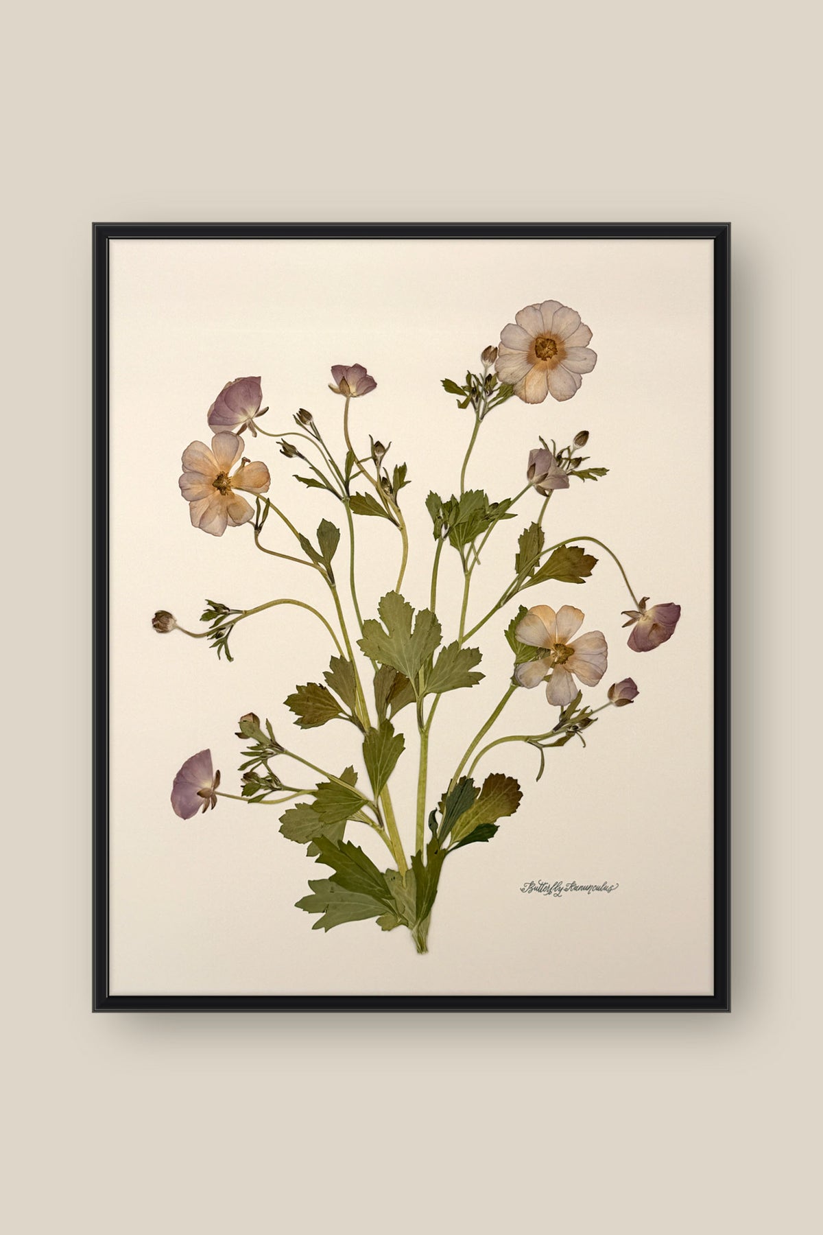 Butterfly Ranunculus Bunch 2 Framed