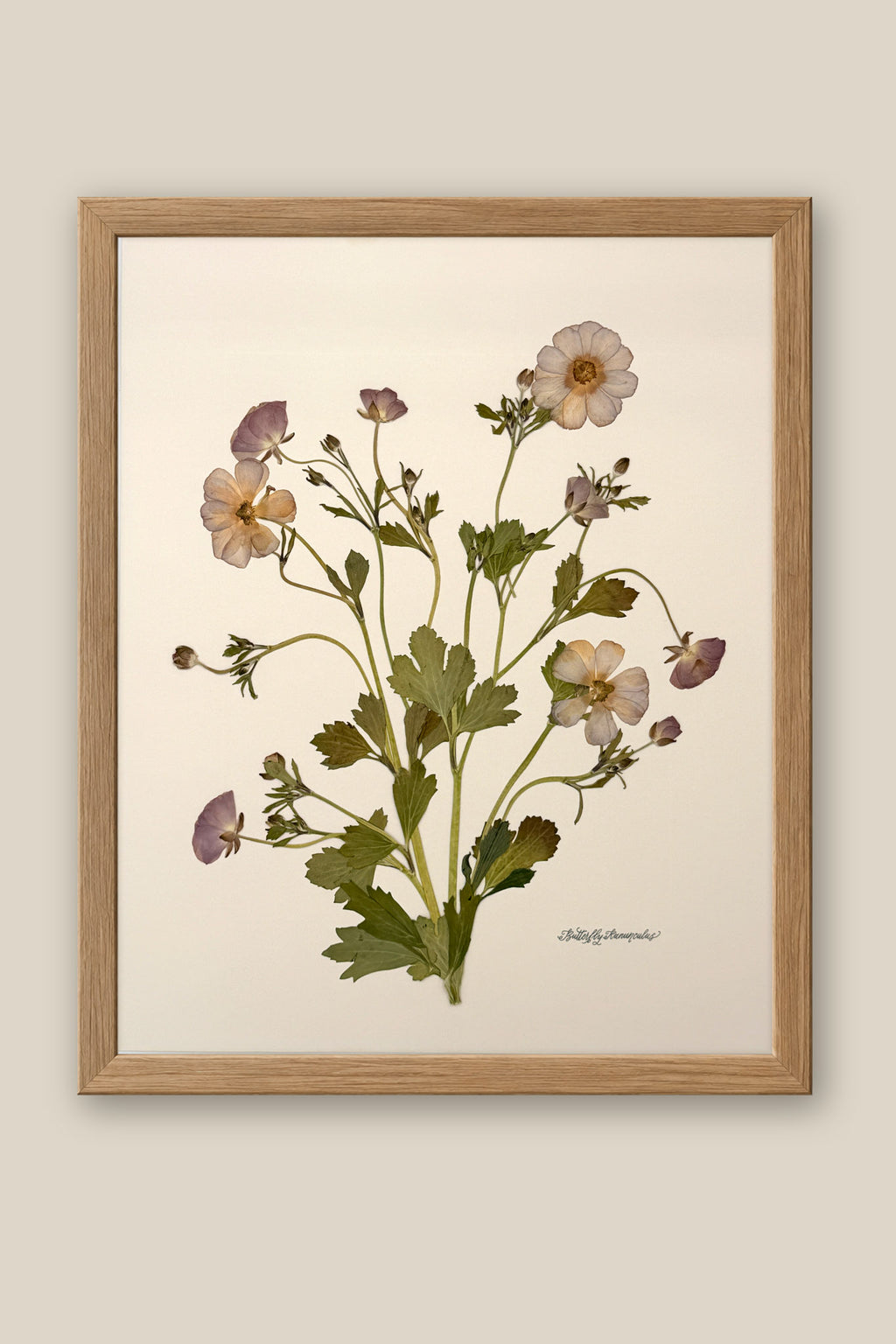 Butterfly Ranunculus Bunch 2 Framed
