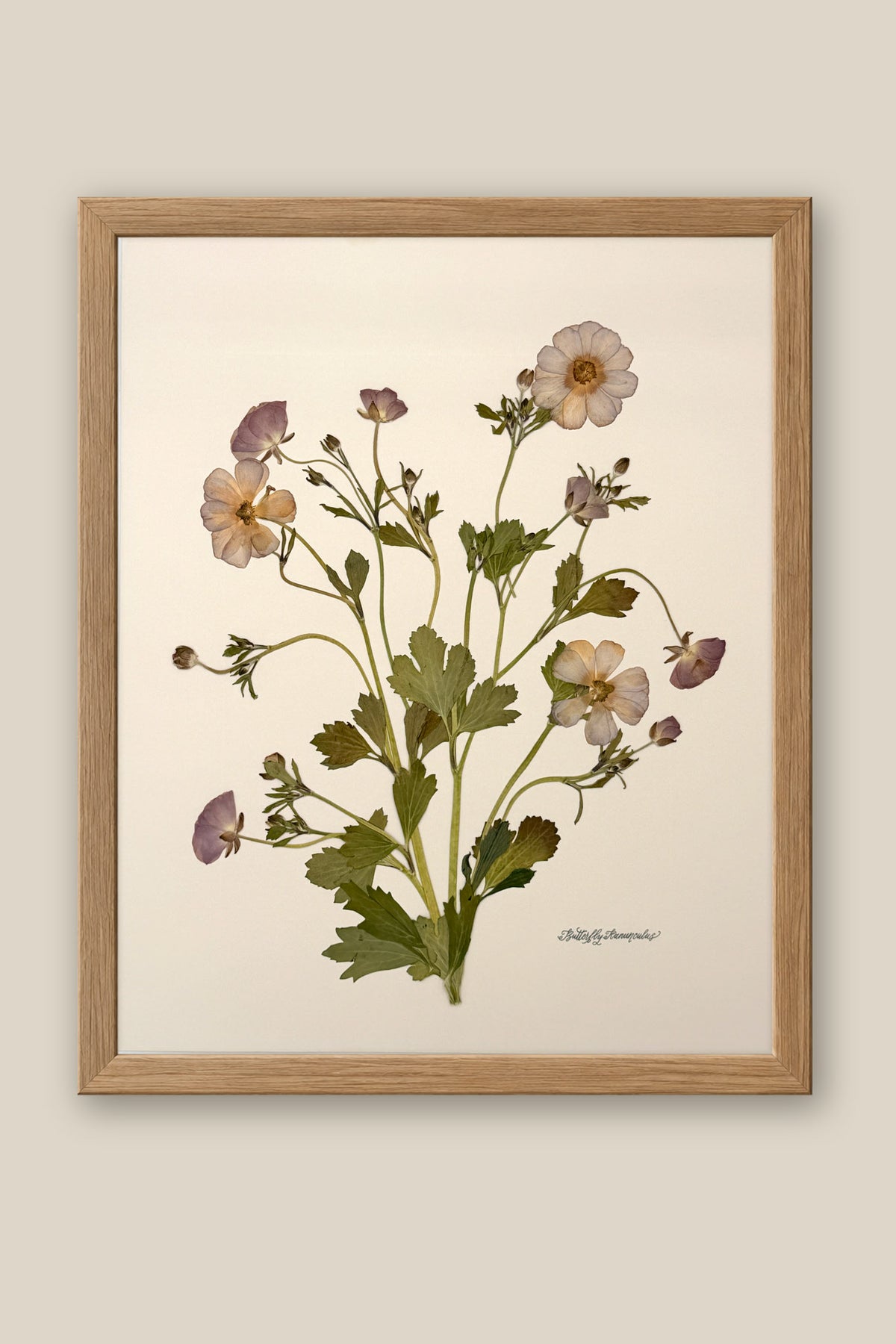 Butterfly Ranunculus Bunch 2 Framed