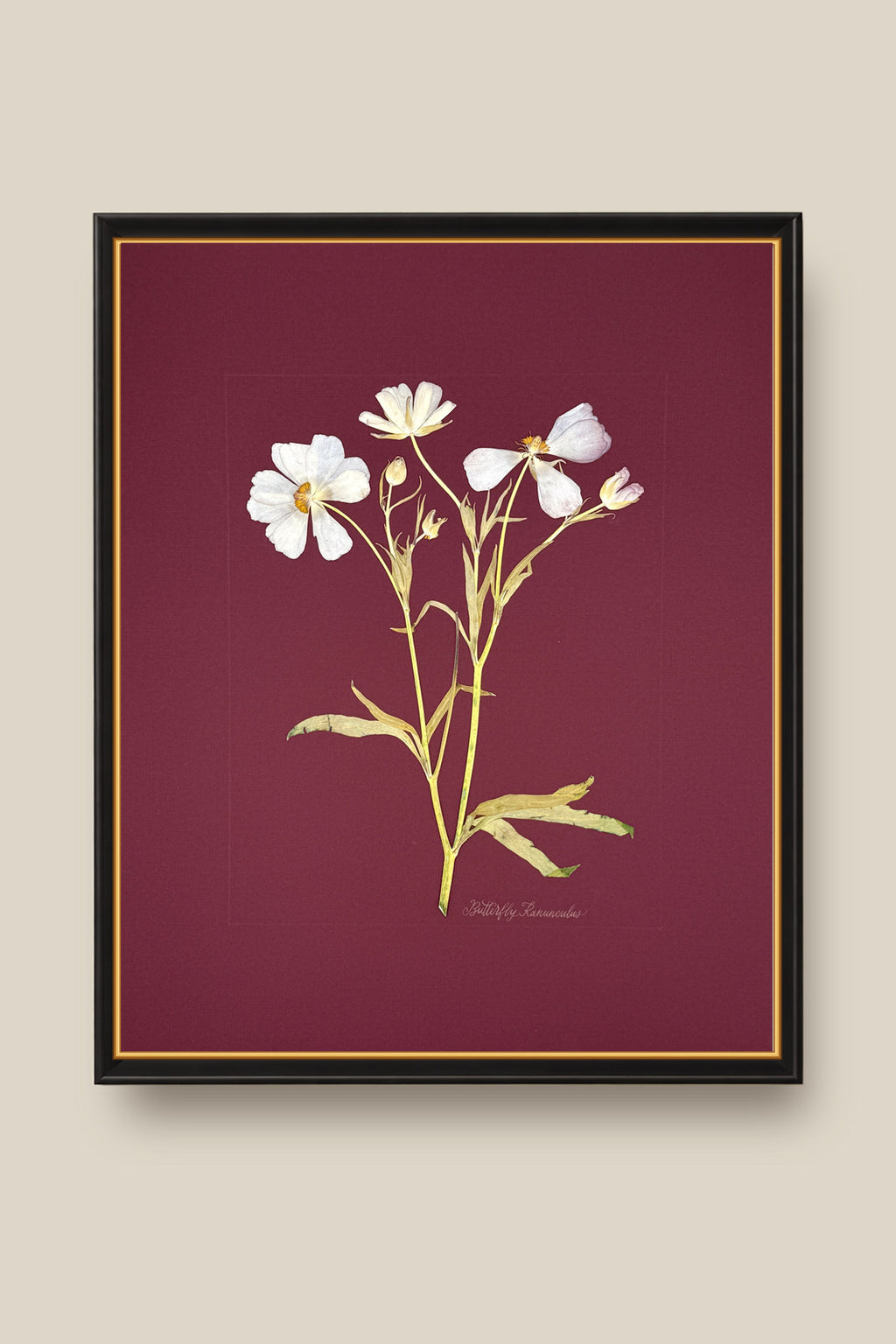 Butterfly Ranunculus on Maroon Framed