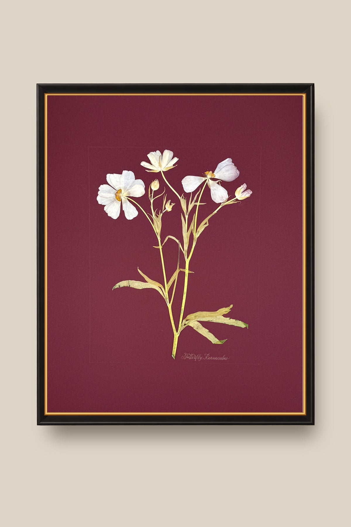 Butterfly Ranunculus on Maroon Framed
