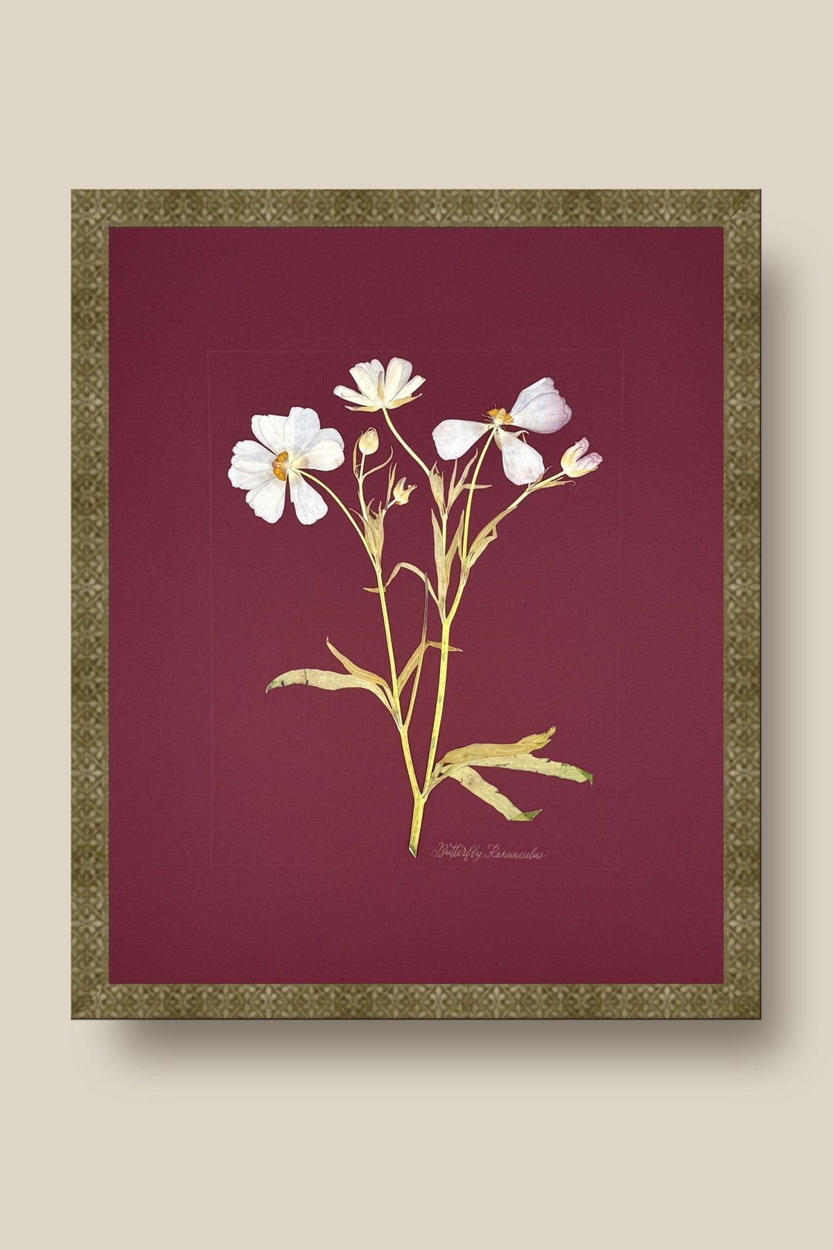 Butterfly Ranunculus on Maroon Framed