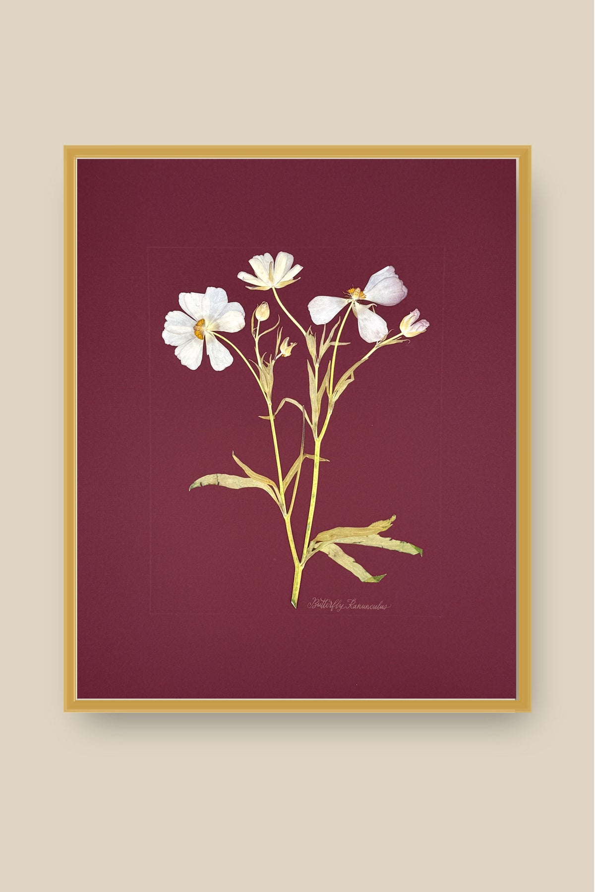 Butterfly Ranunculus on Maroon Framed