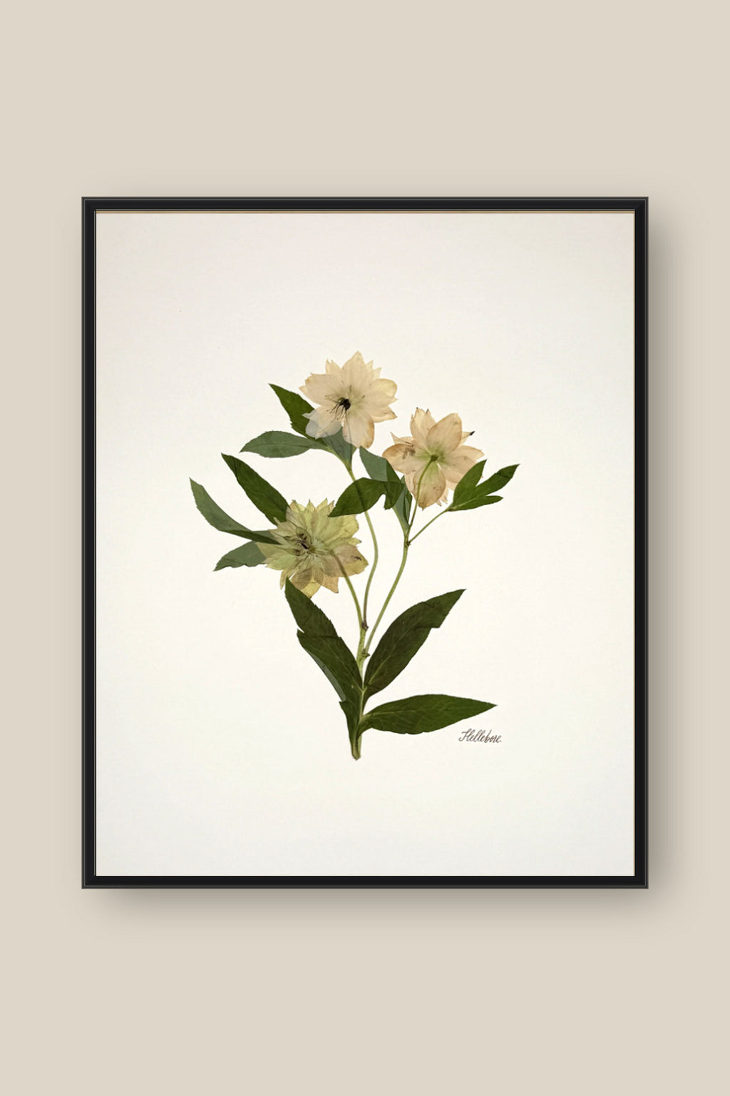 Hellebore Trio on Ivory Framed