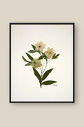 Hellebore Trio on Ivory Framed