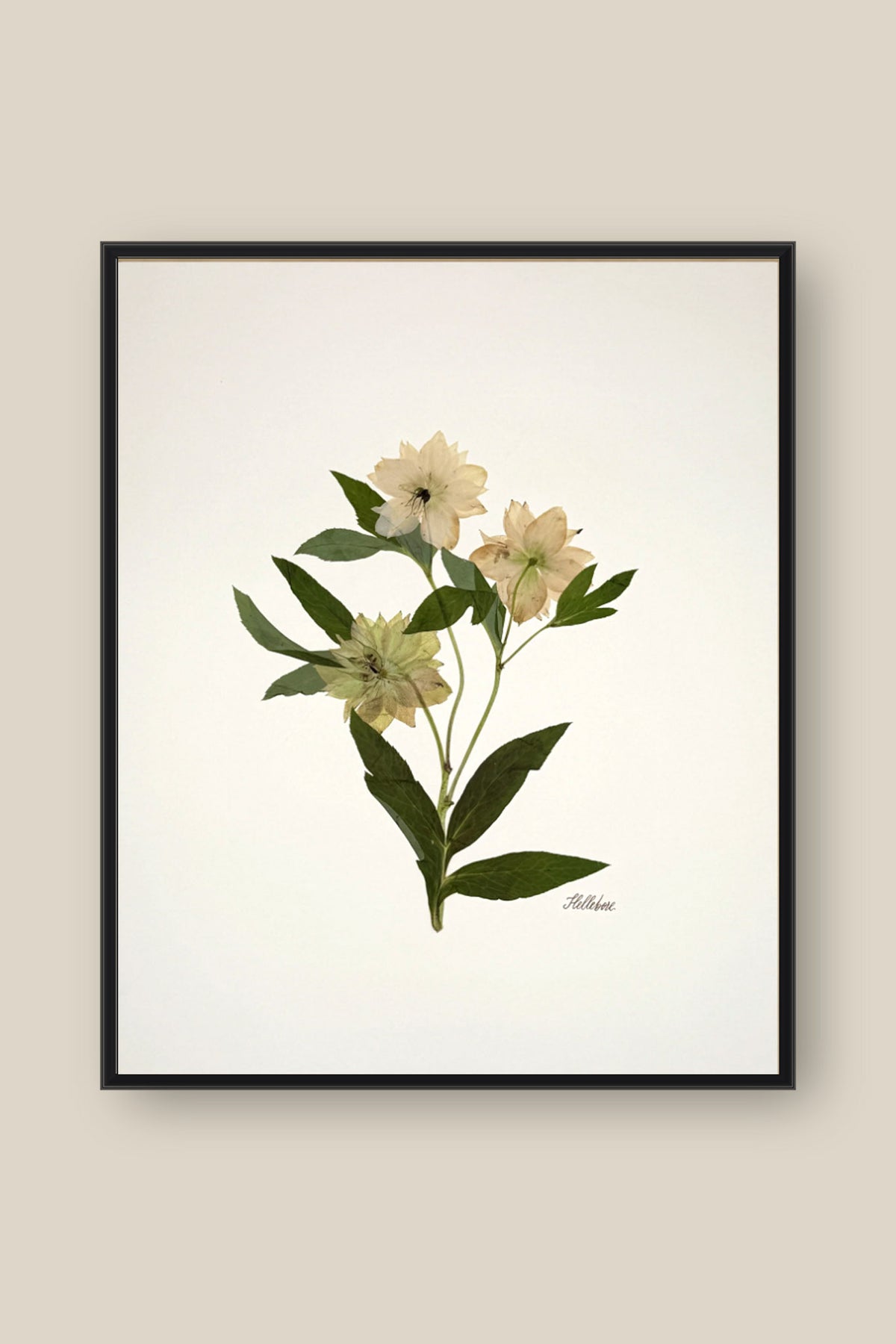 Hellebore Trio on Ivory Framed