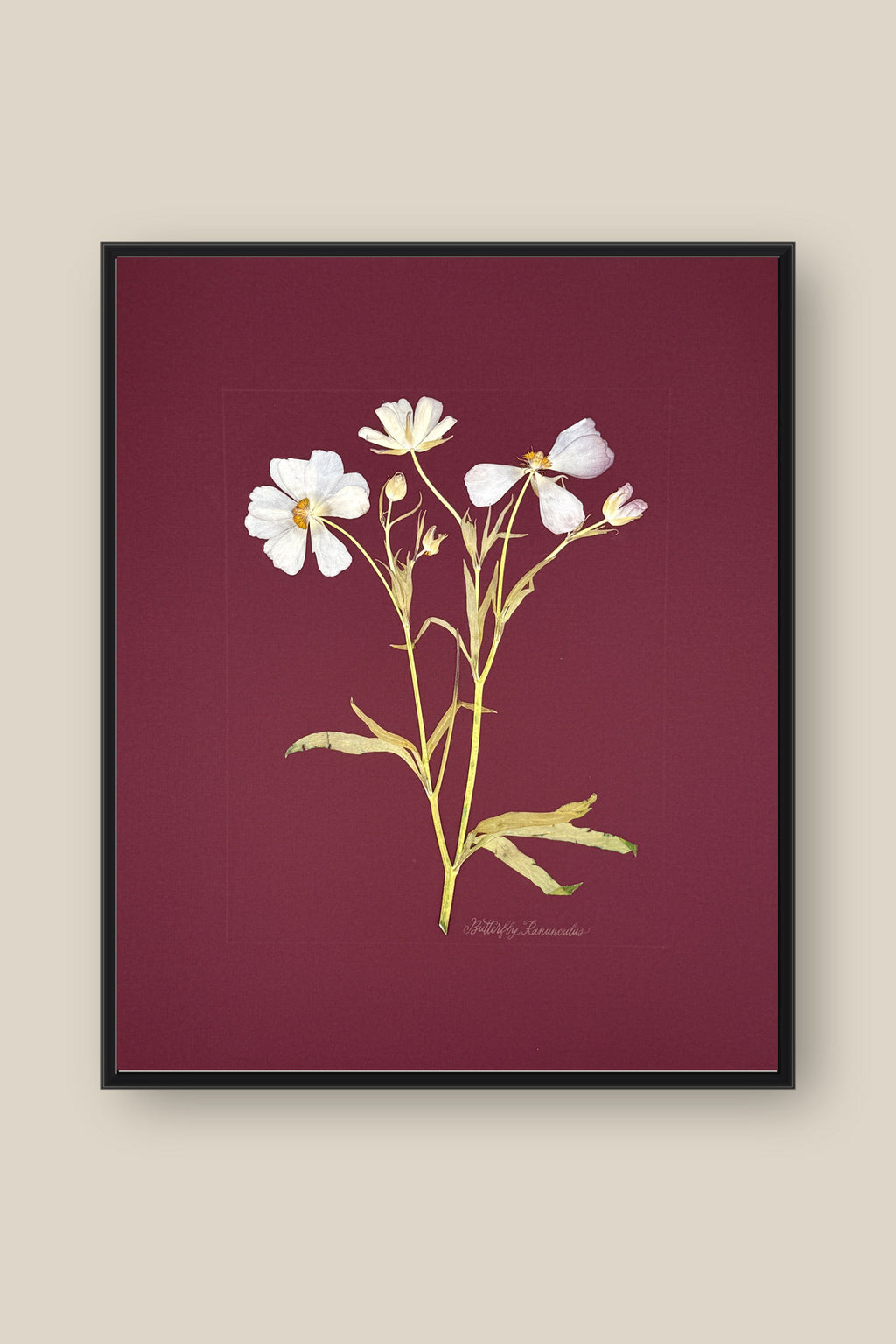 Butterfly Ranunculus on Maroon Framed