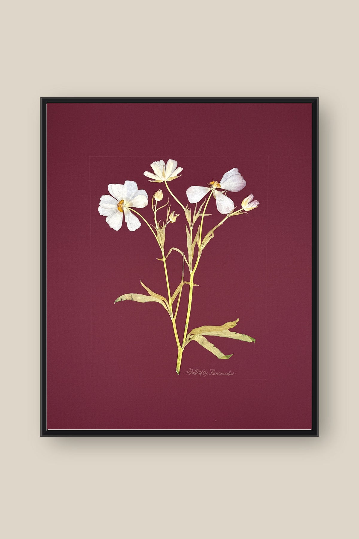 Butterfly Ranunculus on Maroon Framed