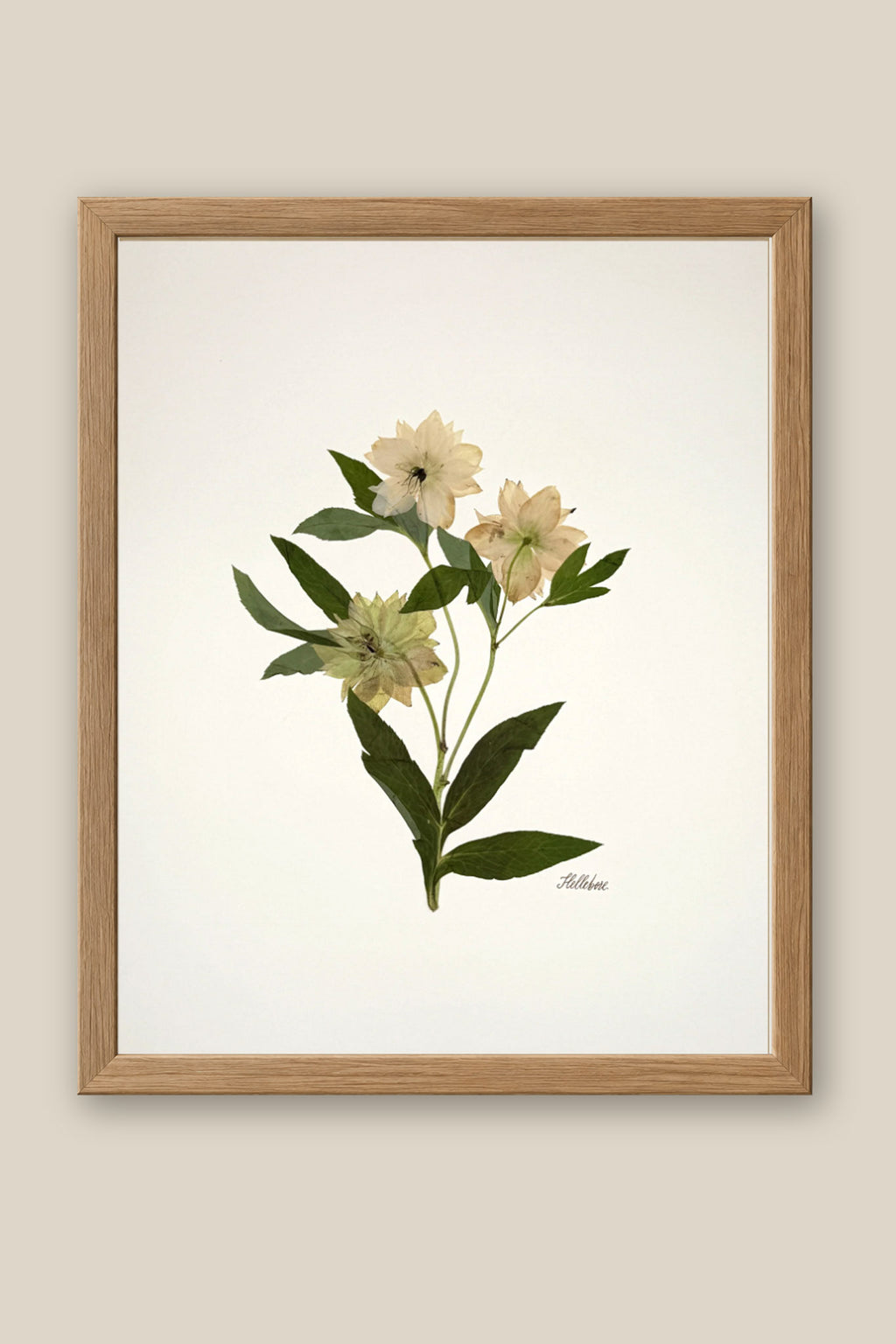Hellebore Trio on Ivory Framed