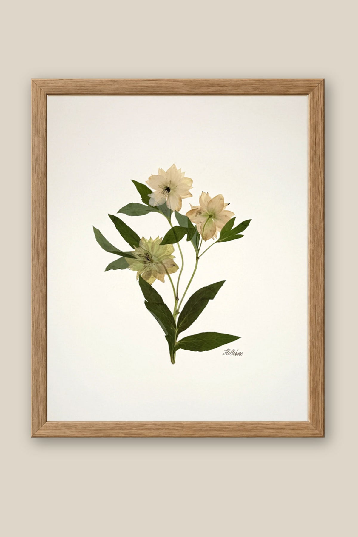 Hellebore Trio on Ivory Framed