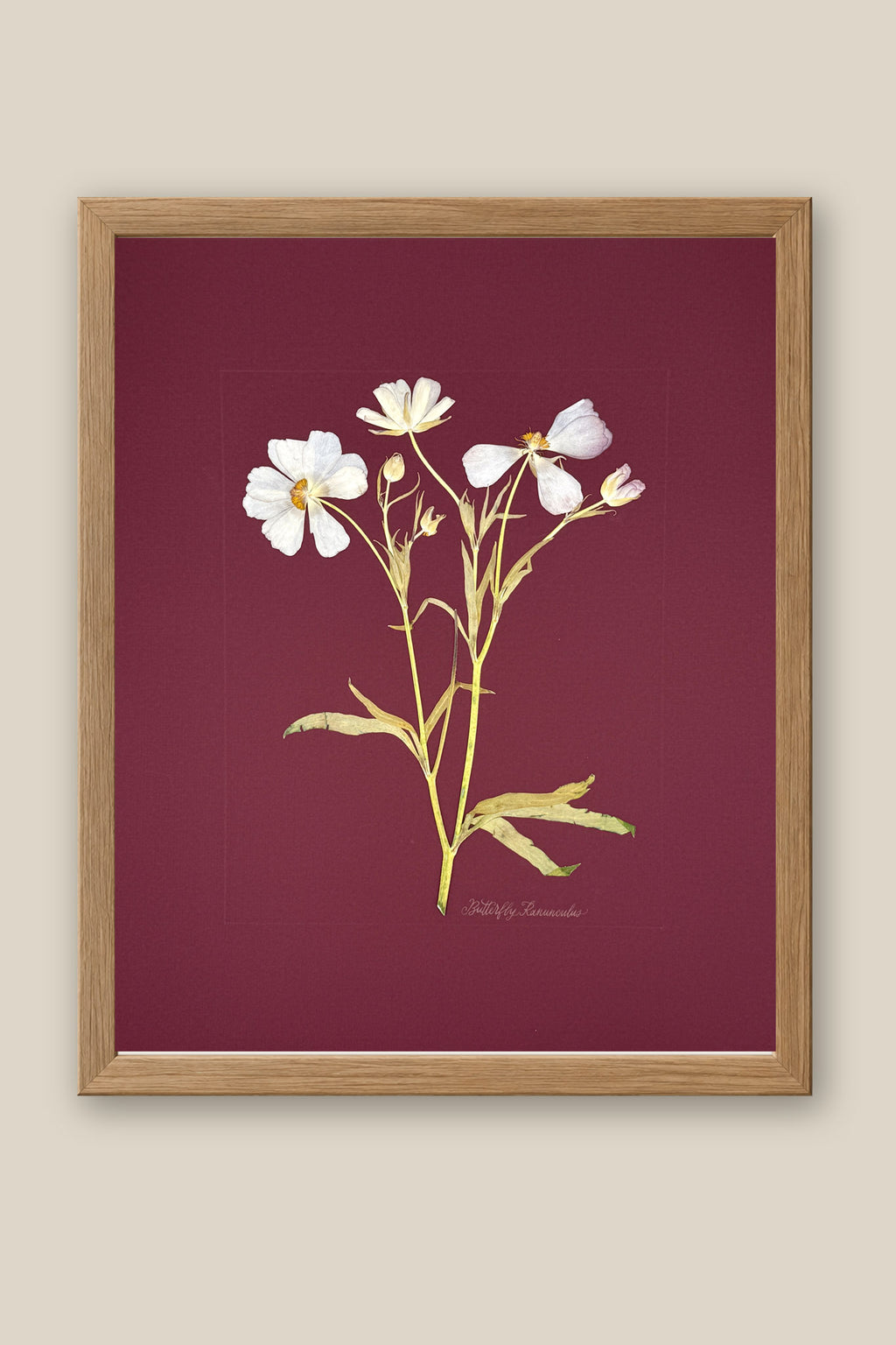Butterfly Ranunculus on Maroon Framed