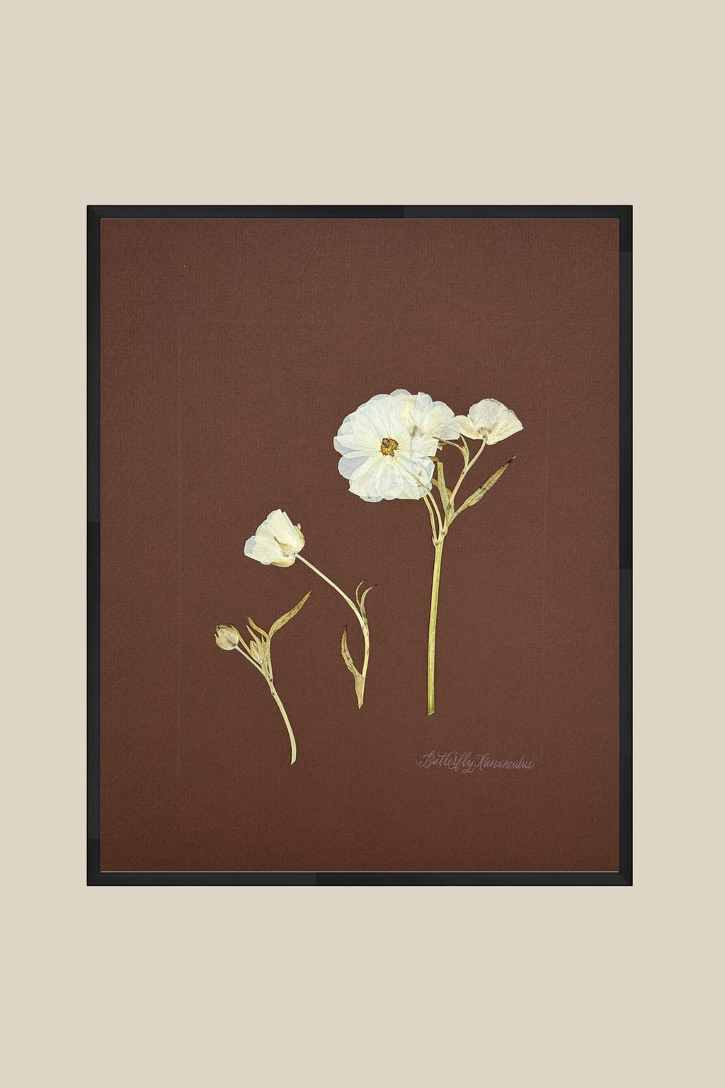 Butterfly Ranunculus Study on Chocolate