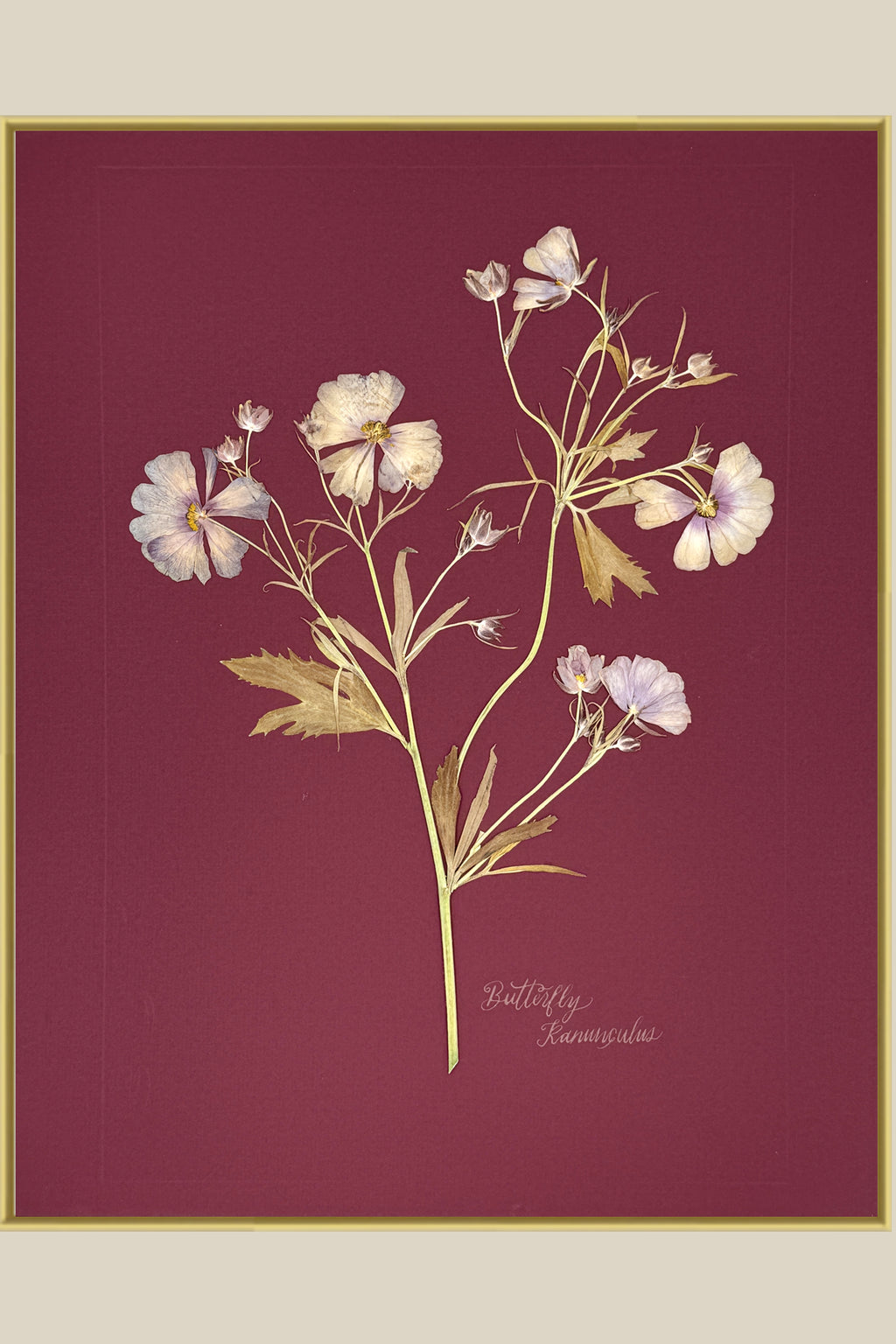 Butterfly Ranunculus on maroon