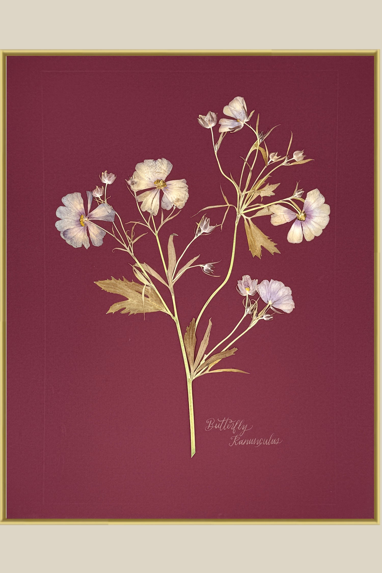 Butterfly Ranunculus on maroon