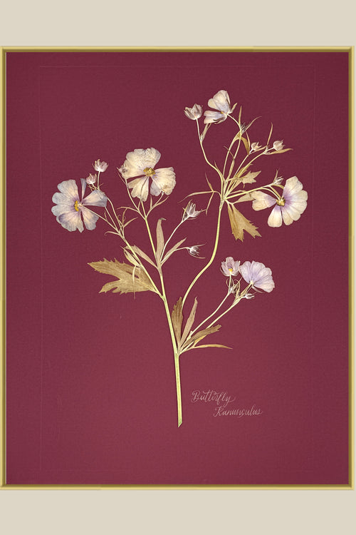 Butterfly Ranunculus on maroon